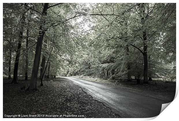 Road through Beech trees, Santon Downham, Norfolk, Print by Liam Grant