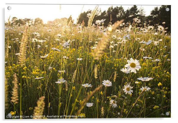 Oxeye daisy (Leucanthemum vulgare), Norfolk UK in  Acrylic by Liam Grant