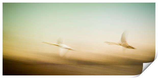 Poetry in motion: Swans taking flight Print by Roger Dutton