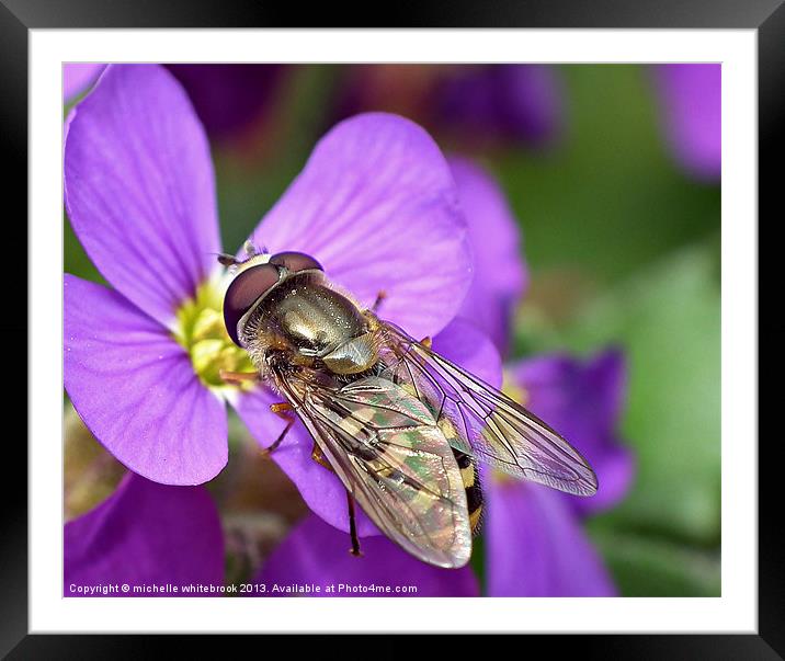 Pretty Hoverfly Framed Mounted Print by michelle whitebrook