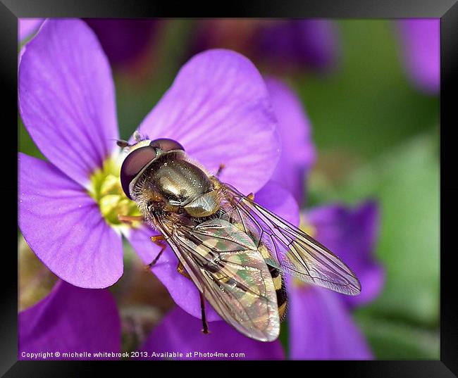 Pretty Hoverfly Framed Print by michelle whitebrook