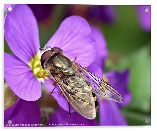 Pretty Hoverfly Acrylic by michelle whitebrook