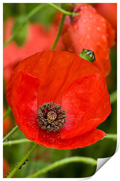 Red Poppy Print by Jacqi Elmslie