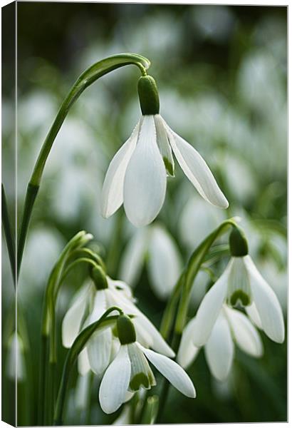 Snowdrops Canvas Print by Jacqi Elmslie