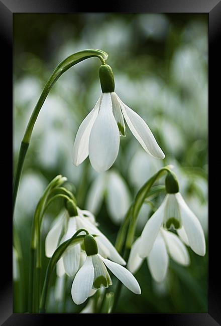 Snowdrops Framed Print by Jacqi Elmslie