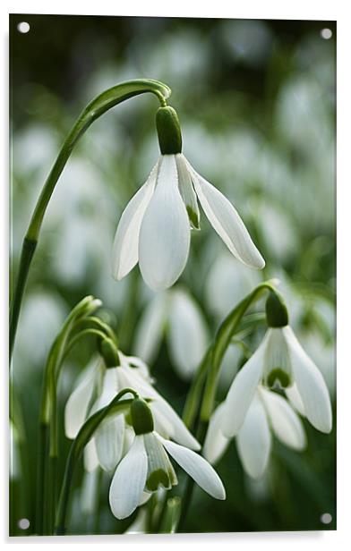 Snowdrops Acrylic by Jacqi Elmslie