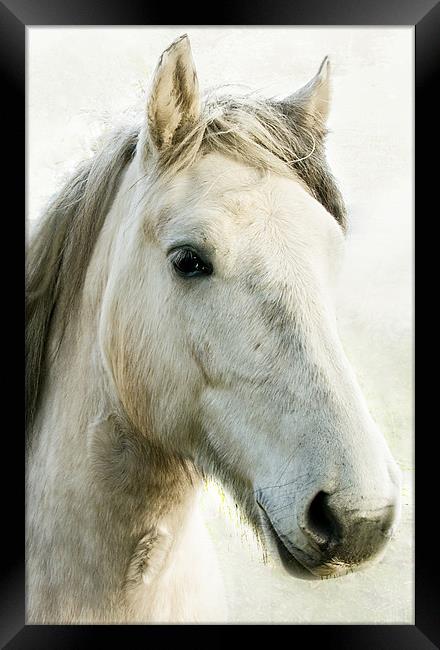 White Horse Framed Print by Jacqi Elmslie