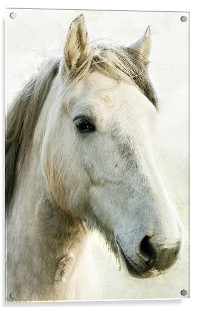 White Horse Acrylic by Jacqi Elmslie