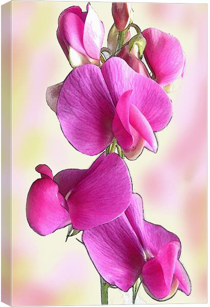 Pink Flower Canvas Print by Jacqi Elmslie