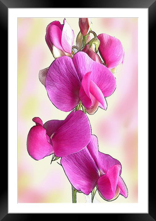 Pink Flower Framed Mounted Print by Jacqi Elmslie
