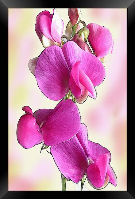 Pink Flower Framed Print by Jacqi Elmslie