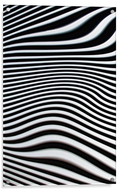 Zebra Stripes Acrylic by Jacqi Elmslie