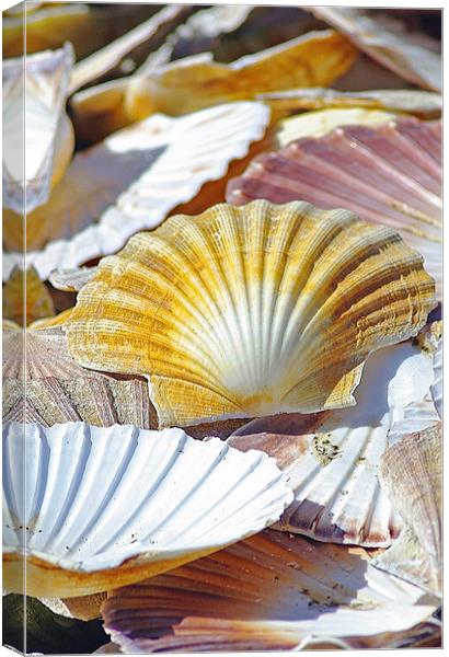 Sea Shells Canvas Print by Jacqi Elmslie