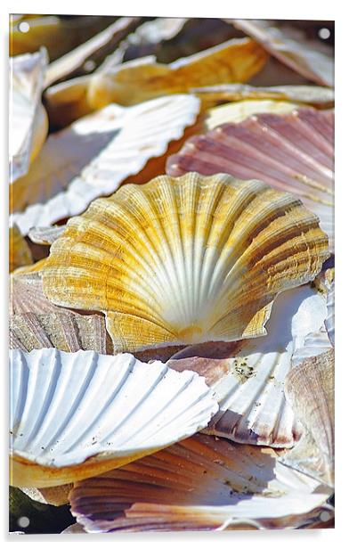 Sea Shells Acrylic by Jacqi Elmslie