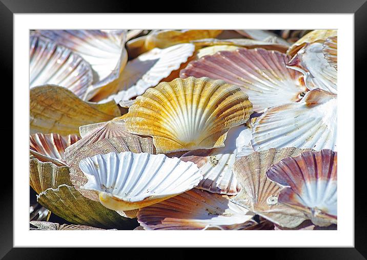 Seashells Framed Mounted Print by Jacqi Elmslie