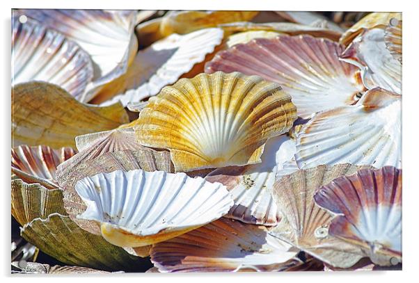 Seashells Acrylic by Jacqi Elmslie