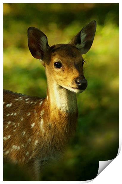 Little Bambi Deer Print by Jacqi Elmslie
