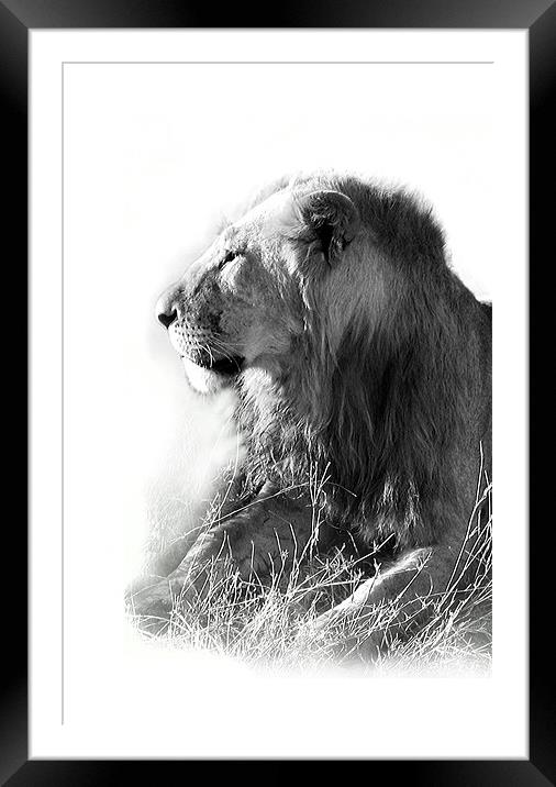 Lion in the Sun Framed Mounted Print by Jacqi Elmslie