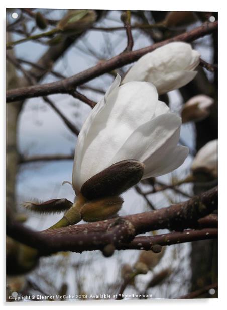 Magnolia Star Acrylic by Eleanor McCabe