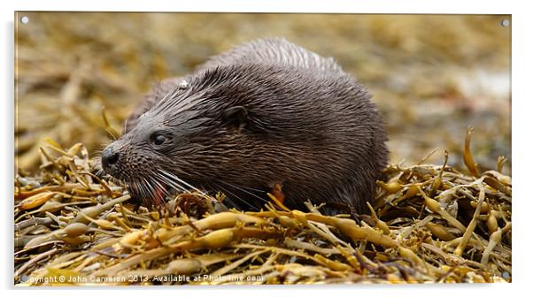 Wild Otter Acrylic by John Cameron