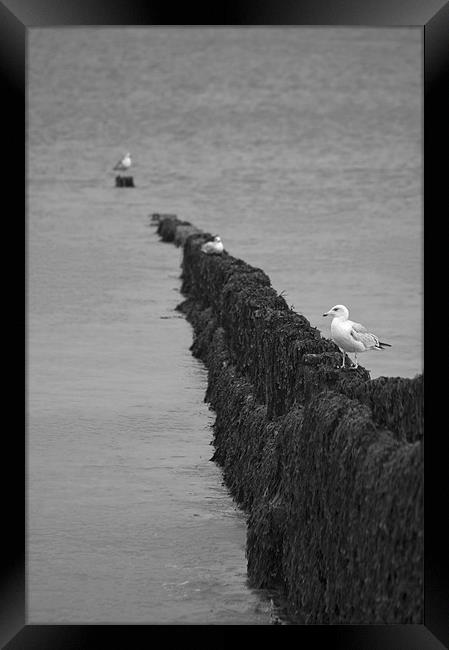 Cromer Gulls Framed Print by Darren Burroughs