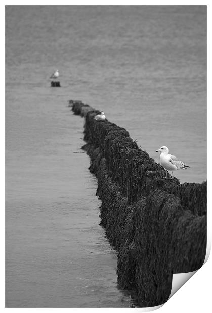 Cromer Gulls Print by Darren Burroughs