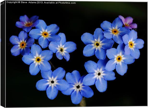 Forget me Not Canvas Print by Steve Adams