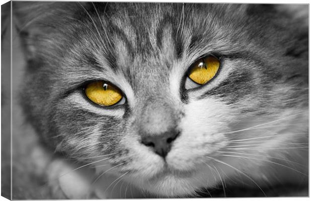 Stunning Eyes Canvas Print by Malcolm Wood