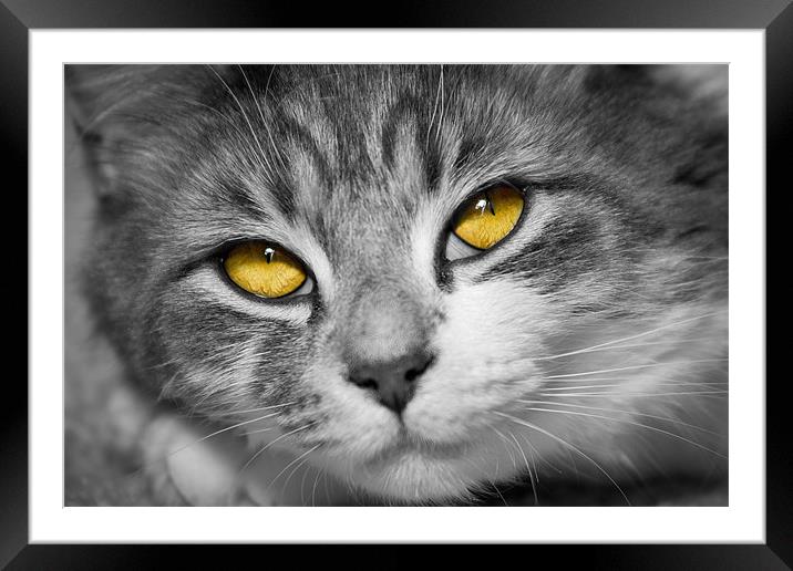 Stunning Eyes Framed Mounted Print by Malcolm Wood