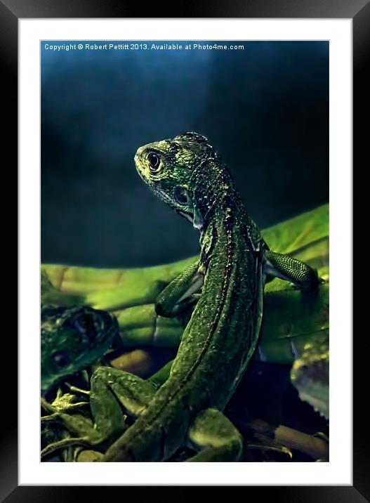 Little lizard Framed Mounted Print by Robert Pettitt
