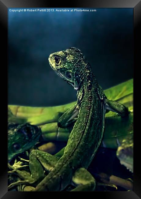 Little lizard Framed Print by Robert Pettitt
