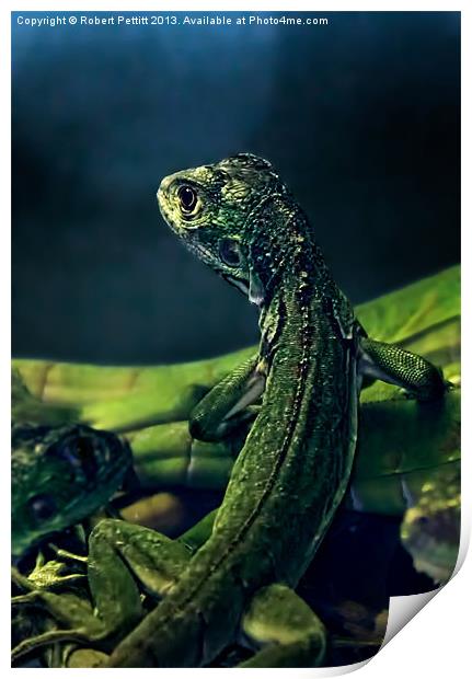 Little lizard Print by Robert Pettitt