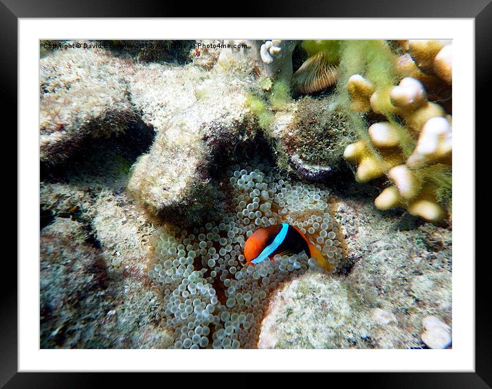 Found Nemo Framed Mounted Print by David Eckersley