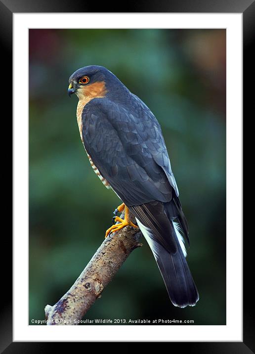 Sparrowhawk Framed Mounted Print by Paul Scoullar