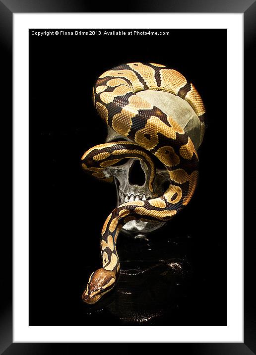 Snake Skull Framed Mounted Print by Fiona Brims