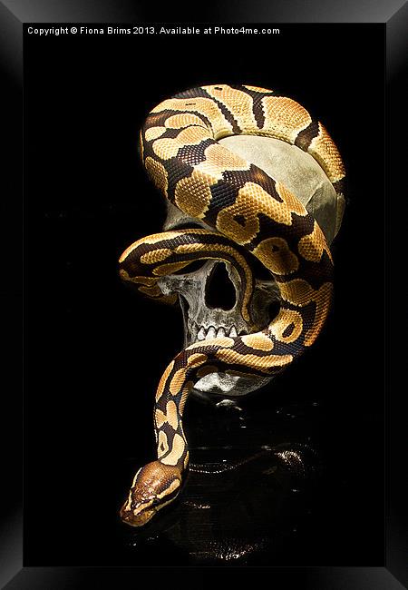 Snake Skull Framed Print by Fiona Brims