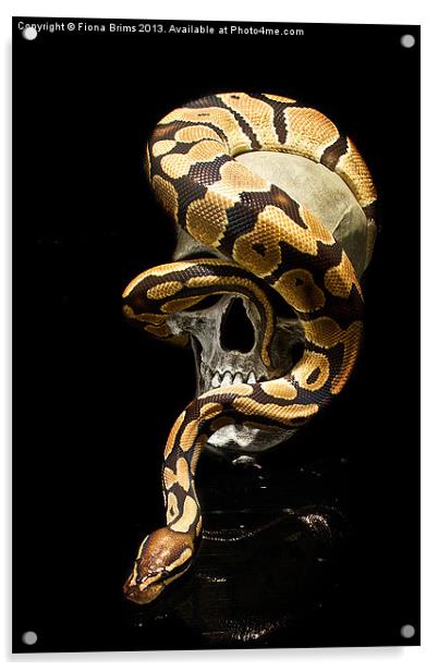 Snake Skull Acrylic by Fiona Brims