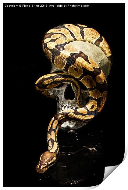 Snake Skull Print by Fiona Brims