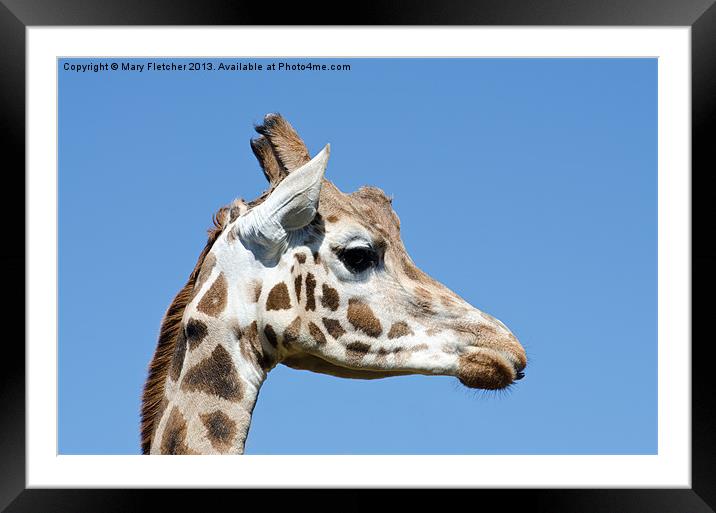 Giraffe (Giraffa camelopardalis) Framed Mounted Print by Mary Fletcher