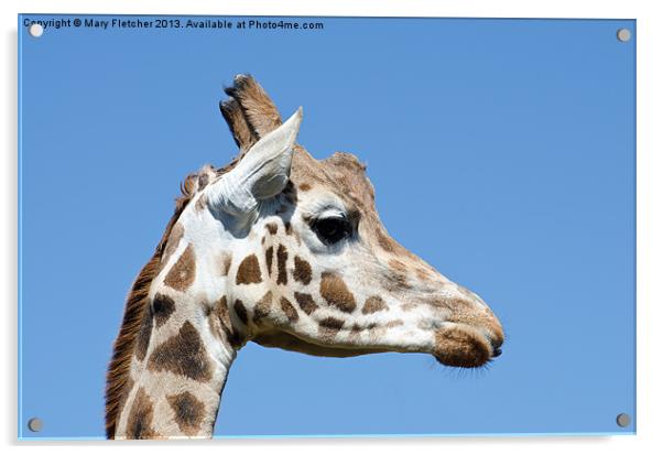 Giraffe (Giraffa camelopardalis) Acrylic by Mary Fletcher