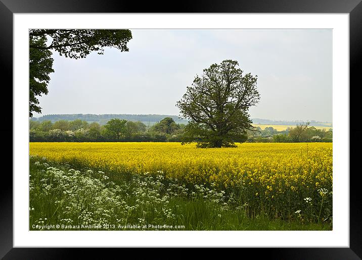 The fields of gold Framed Mounted Print by Barbara Ambrose