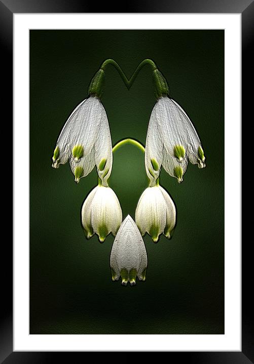 Snowdrops Framed Mounted Print by Ian Jeffrey