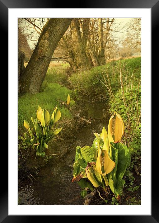 Skunk cabbage Framed Mounted Print by Dawn Cox