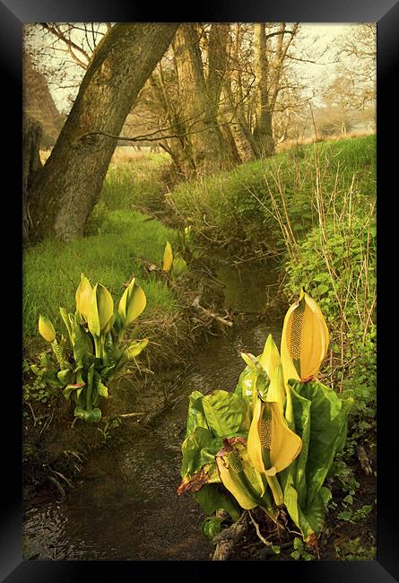 Skunk cabbage Framed Print by Dawn Cox