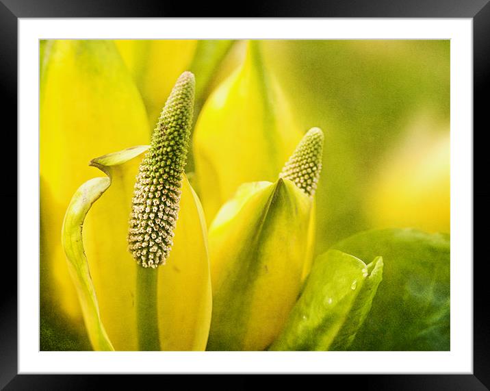 Yellow Glory Framed Mounted Print by Dawn Cox