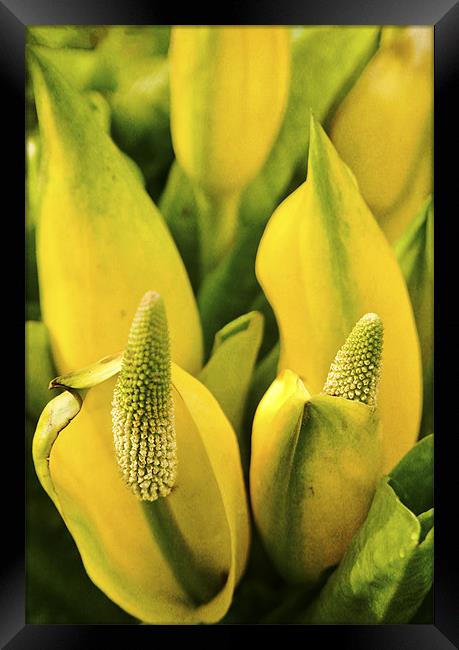 Yellow flower Framed Print by Dawn Cox