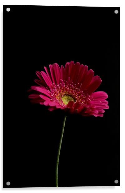Gerbera Daisy Acrylic by Steve Purnell