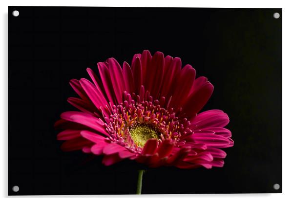 Gerbera Daisy 2 Acrylic by Steve Purnell