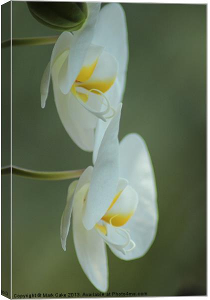 Twin white Orchid Canvas Print by Mark Cake