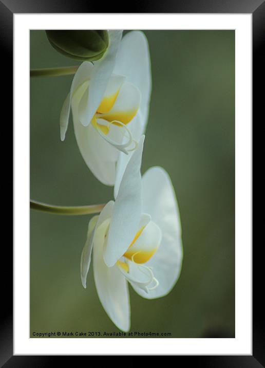 Twin white Orchid Framed Mounted Print by Mark Cake